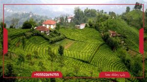 جولة مدينة ريزا